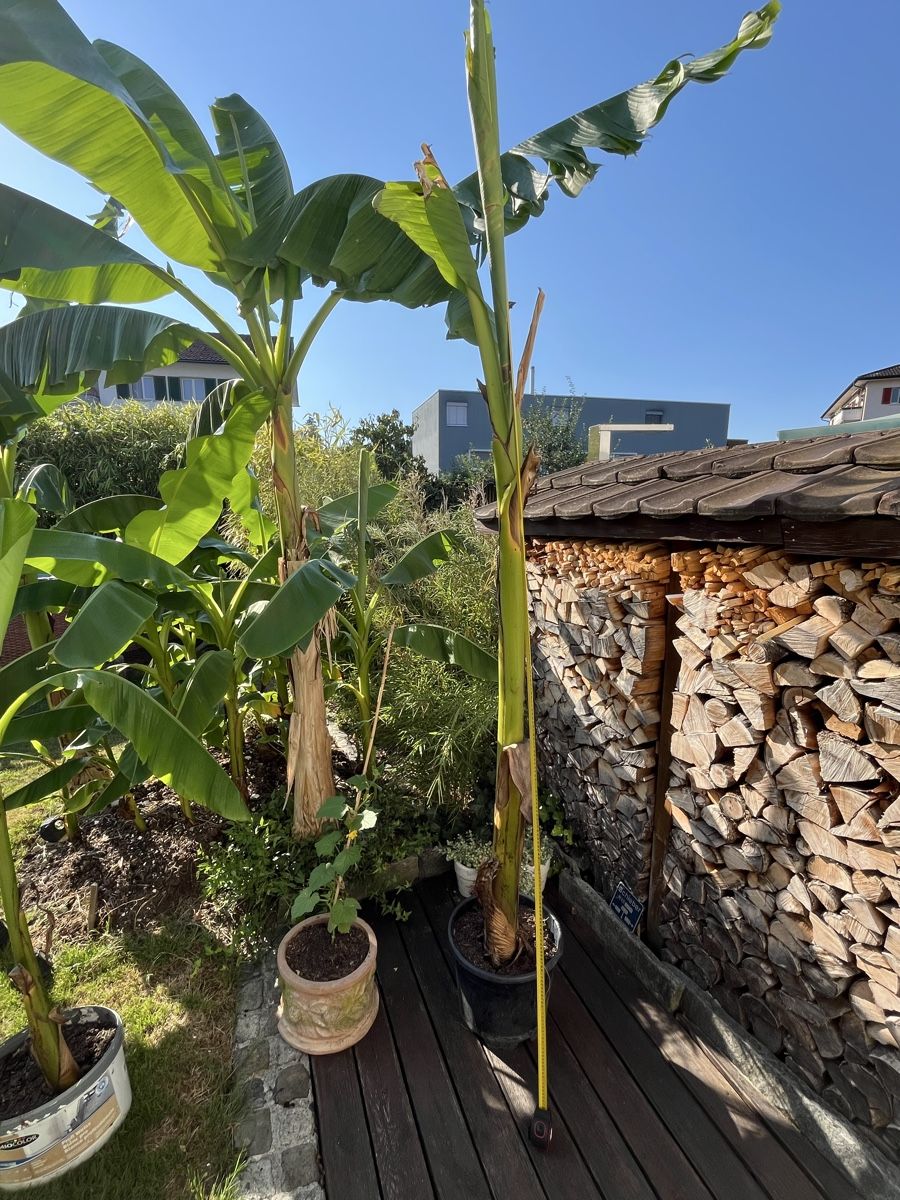 Piante & sementi: Bananen Baum  ca. 220 cm gross, – Usato da Rüti ZH venduto da Walti0 1