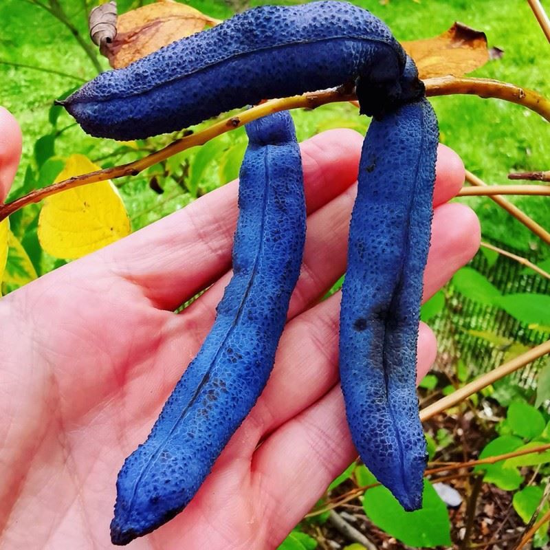 Piante & sementi: Arbre aux haricots bleus  PLANT 15-20cm – Nuovo (secondo la descrizione) da Bremblens venduto da FIBONACCI369 2