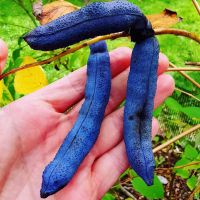 Arbre aux saucisses bleus  PLANT 15-20cm