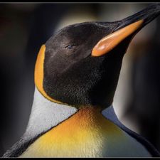 Profile image of Lemanchot