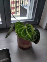 Anthurium Zimmerpflanze