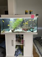 Juwel Aquarium 180 Liter mit Malawi-Buntbarschen zu verkaufe