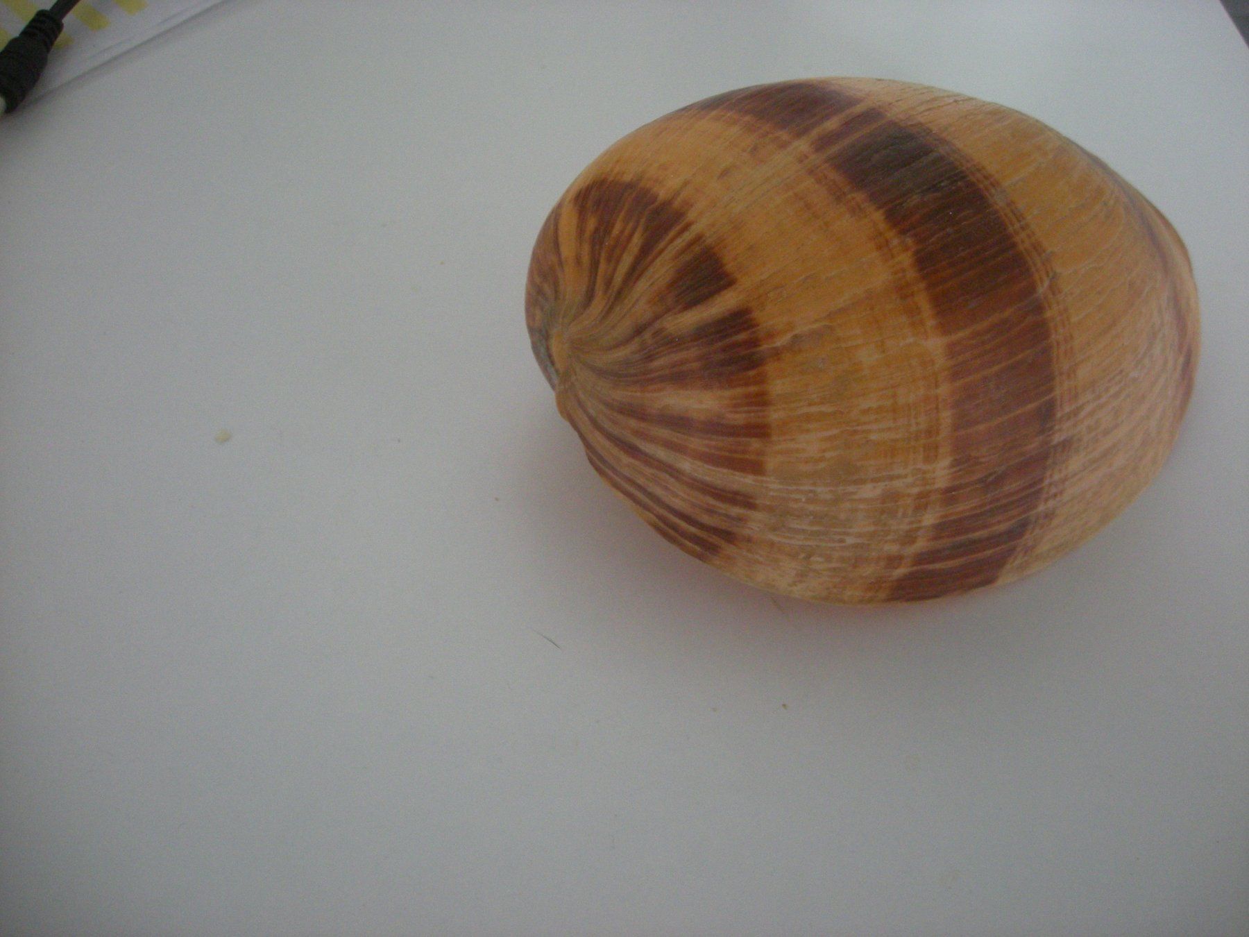 Fossili: Riesengrosse Muschel Philippinen 14 cm – Usato da Spreitenbach venduto da Sniper8952 4