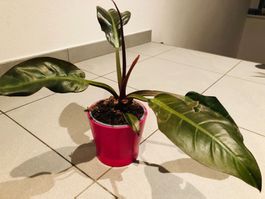 20-30 cm ↕️ «PHILODENDRON  ERUBESCENS»