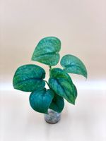 Scindapsus Pictus 'Silver Splash'