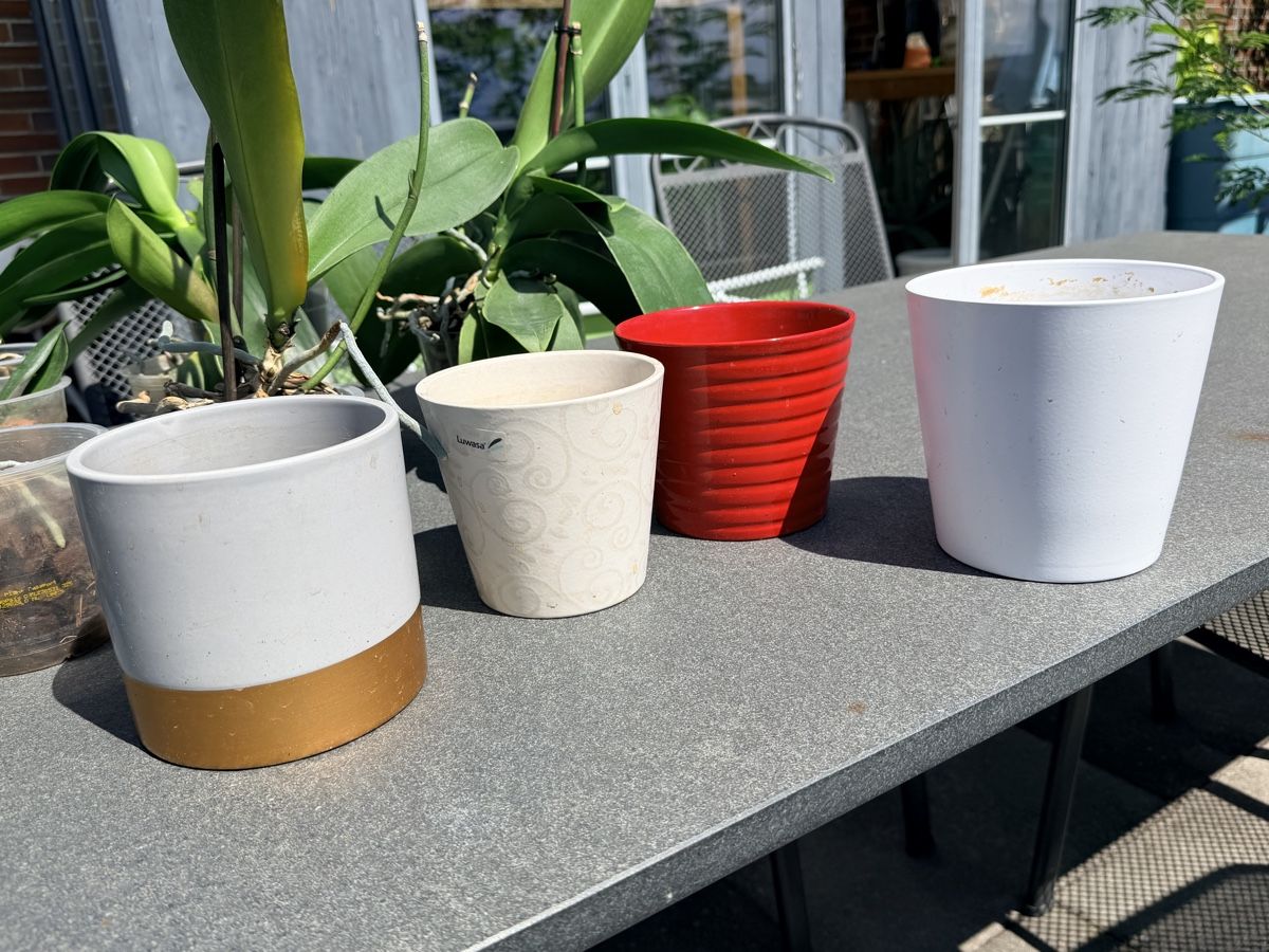 Pflanzen & Samen: Set 7 Orchideen mit 4 Töpfe – Gebraucht aus Zürich von d-ron 5