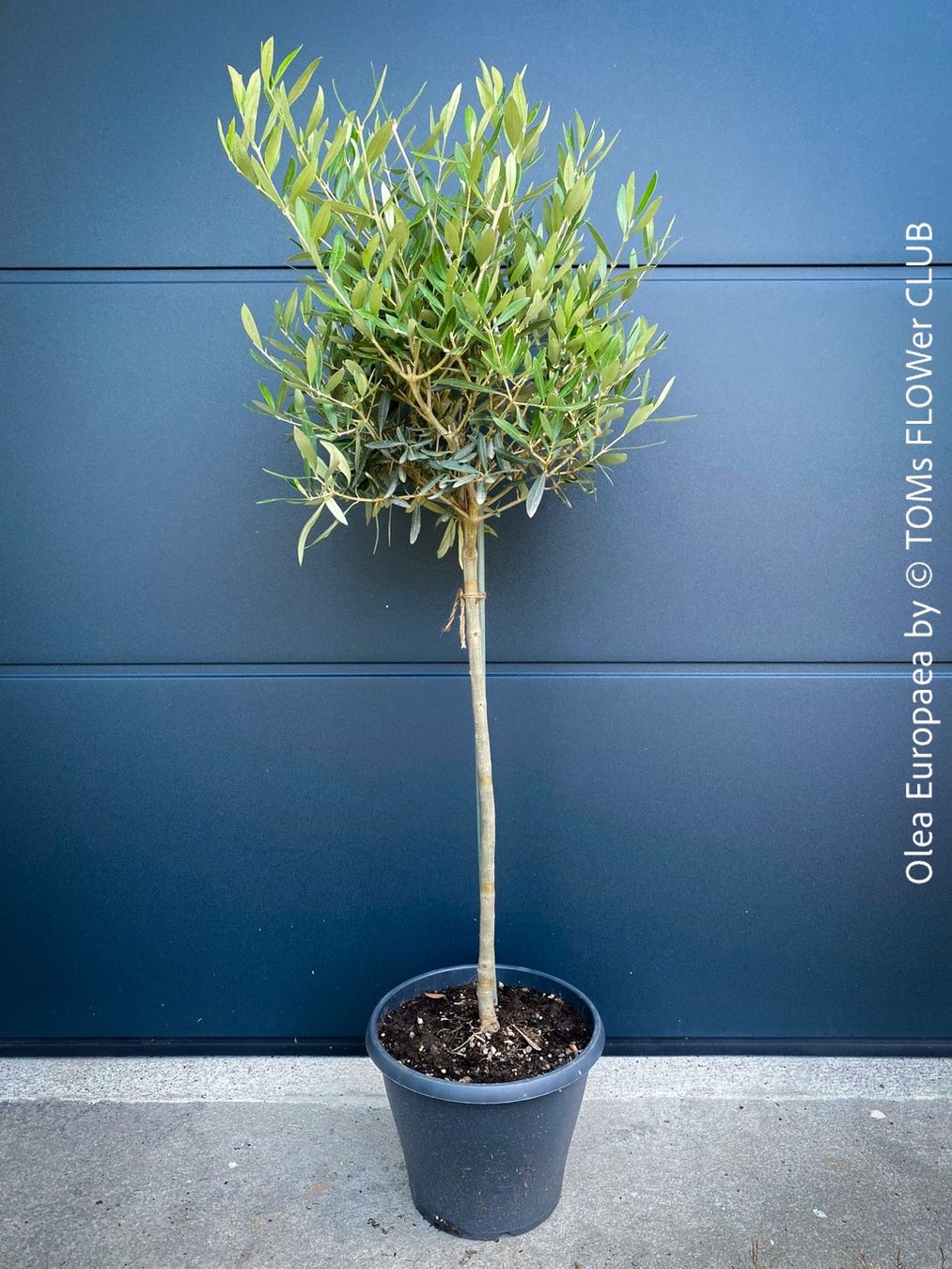 Piante & sementi: Olivenbaum - Olea Europaea - schönes Bäumchen – Nuovo e nell'imballaggio originale da Adliswil venduto da astom369 1