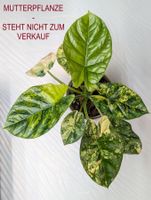 🌱 Alocasia Sinuata Aurea Rhizom