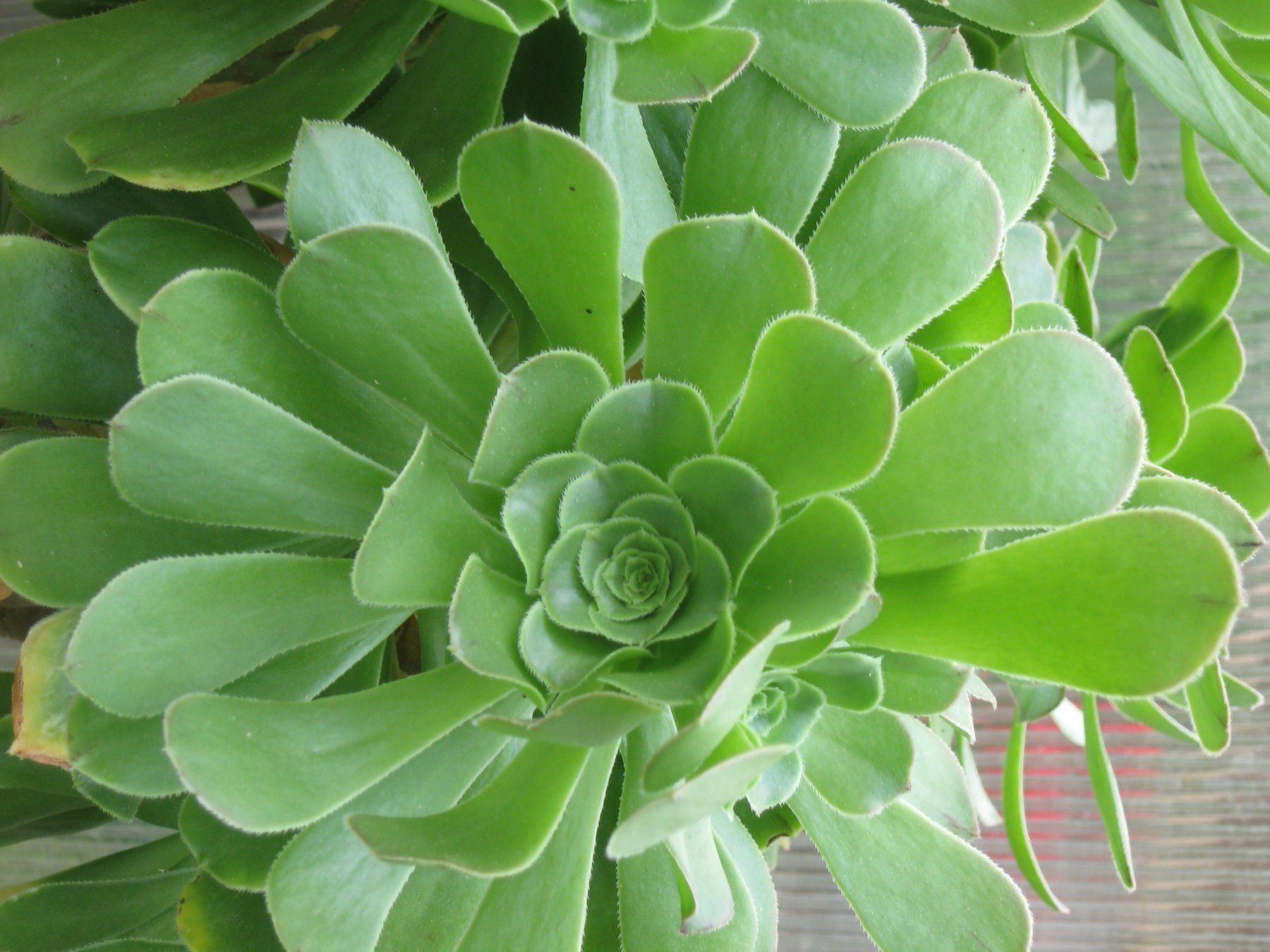 Pflanzen & Samen: Aeonium arboreum – Neu (gemäss Beschreibung) aus Vinelz von Wellensittich55
