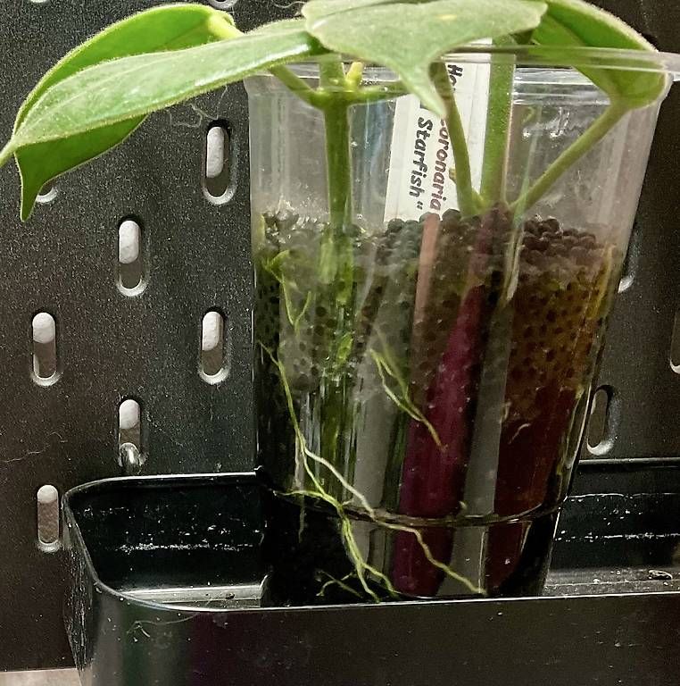 Piante & sementi: Hoya coronaria "Red Starfish" – Nuovo e nell'imballaggio originale da Schönholzerswilen venduto da Leavylounge 2