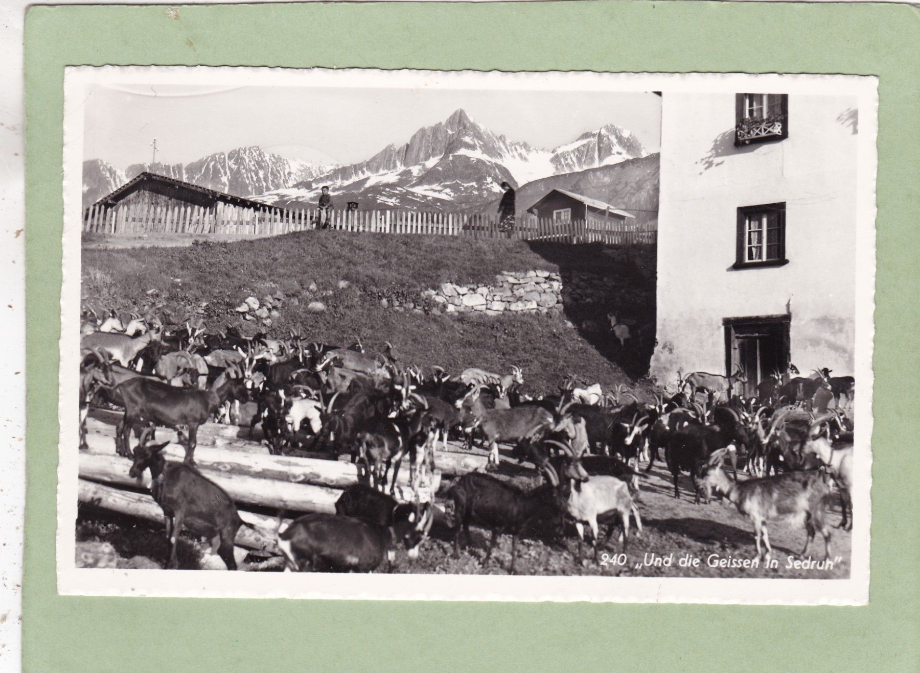 Cartoline postali: Die Geissen in Sedrun 1963 – Usato da Herisau venduto da Lisegrat2008