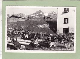 Die Geissen in Sedrun 1963