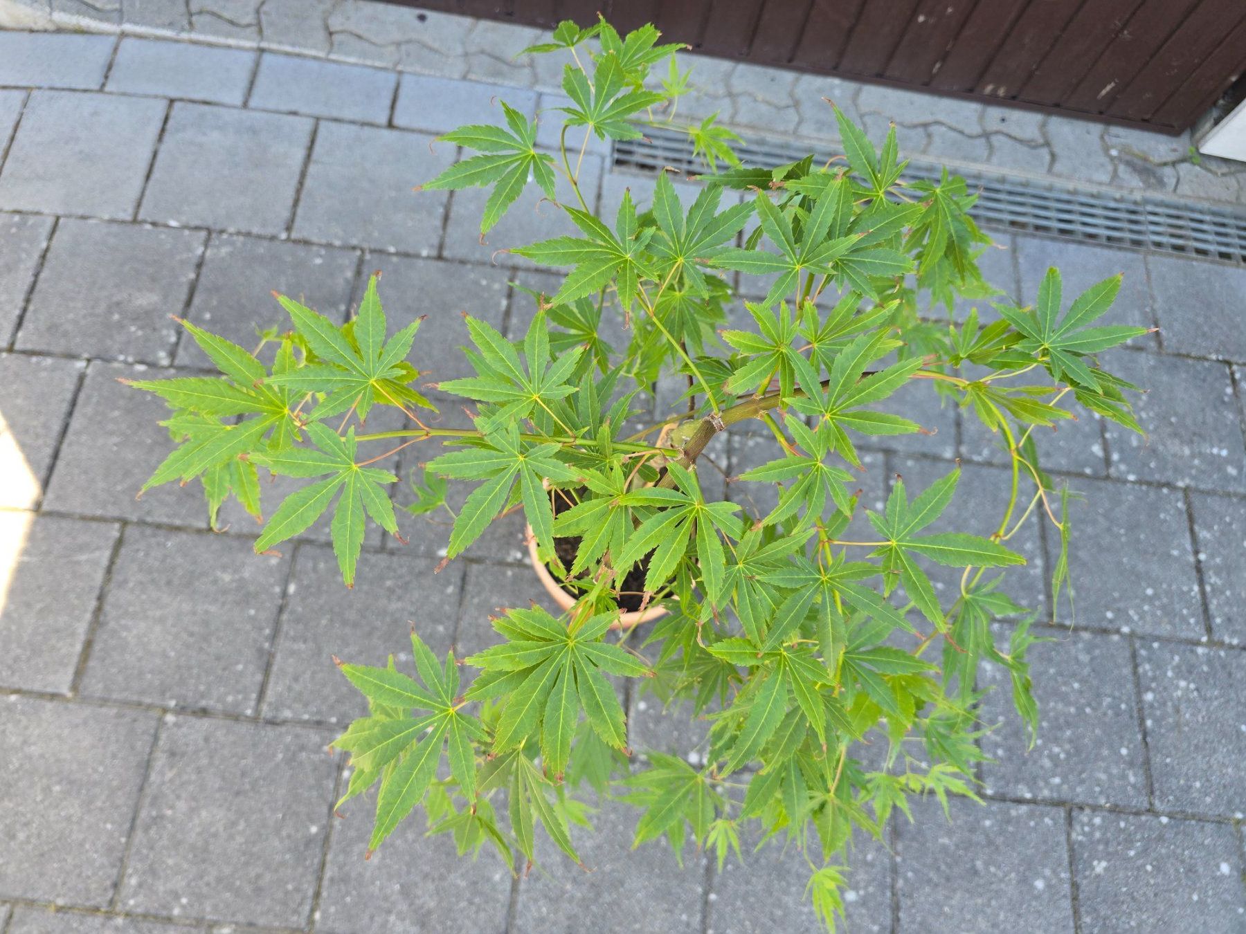 Piante & sementi: Japanischer Ahorn (Cascade Emerald) – Nuovo (secondo la descrizione) da Aarburg venduto da popkorn65 4
