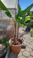 2 Stück Bananenpflanzen Mussa Basjoo