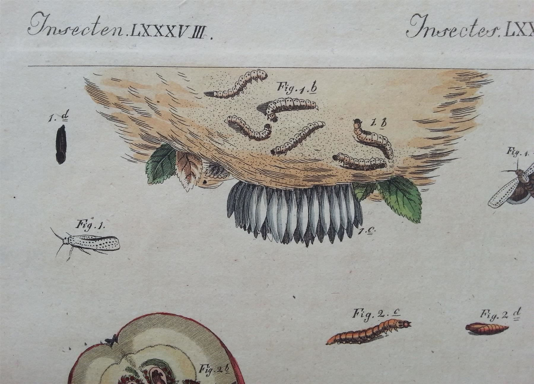 Incisioni: Kupferstich 2x Schädlinge, J. Schmuzer, um 1790 – Usato da Oberriet SG venduto da ganesh435 8