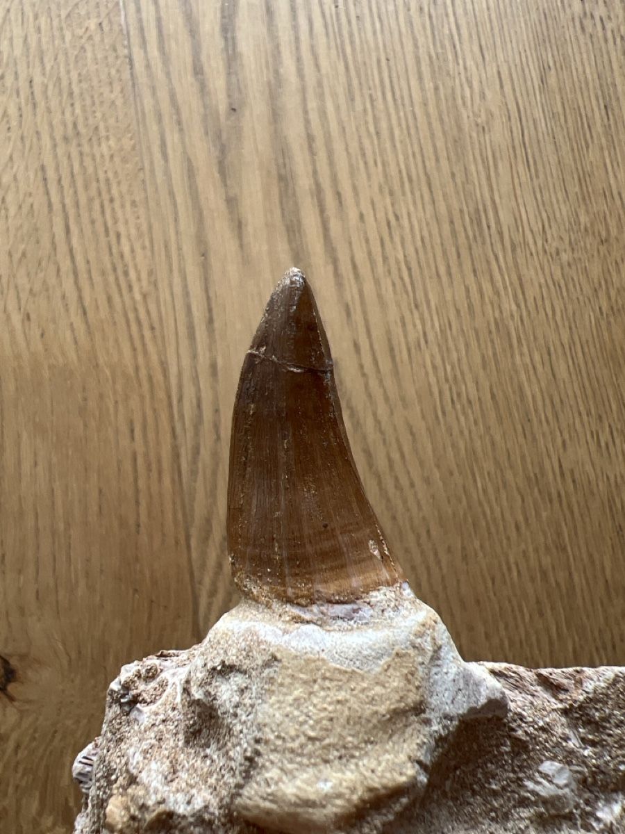 Fossili: Mosasauruszahn mit Kieferfragment – Usato da Ebikon venduto da Angelheart1000 6