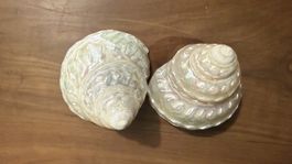 Deko Muschel 🐚 