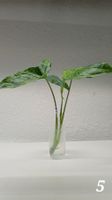 Syngonium 'Mottled Mojito' – Fresh Unrooted Cutting