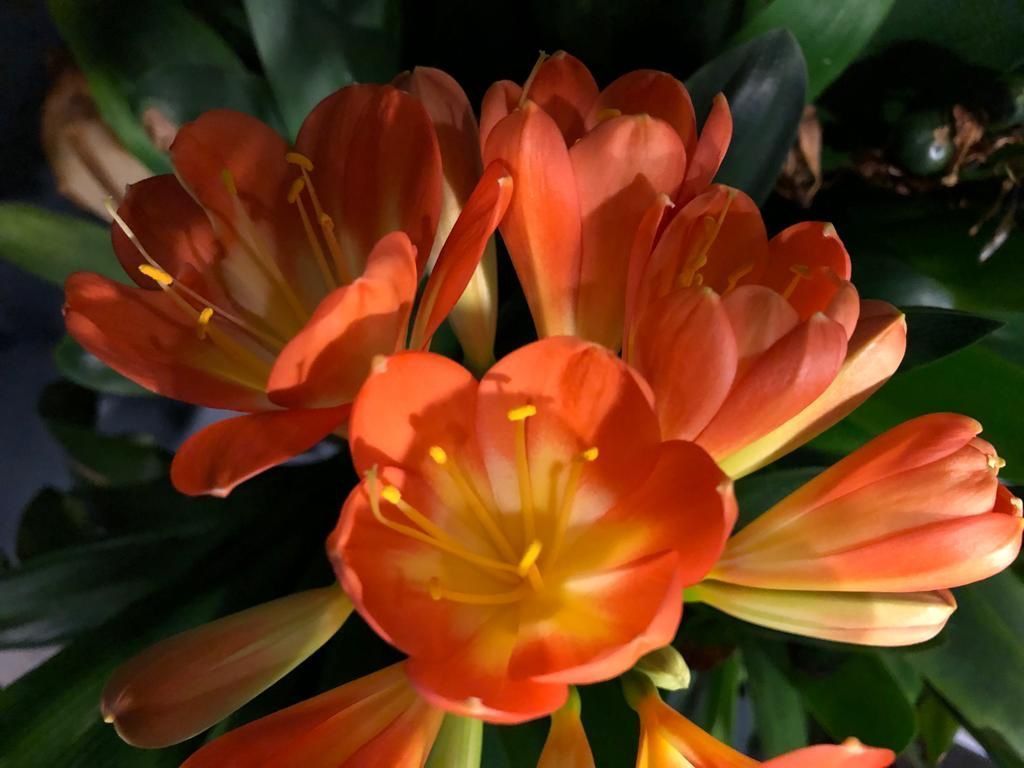Plantes & graines: Clivia – D'occasion à Zürich par Sebi999 1