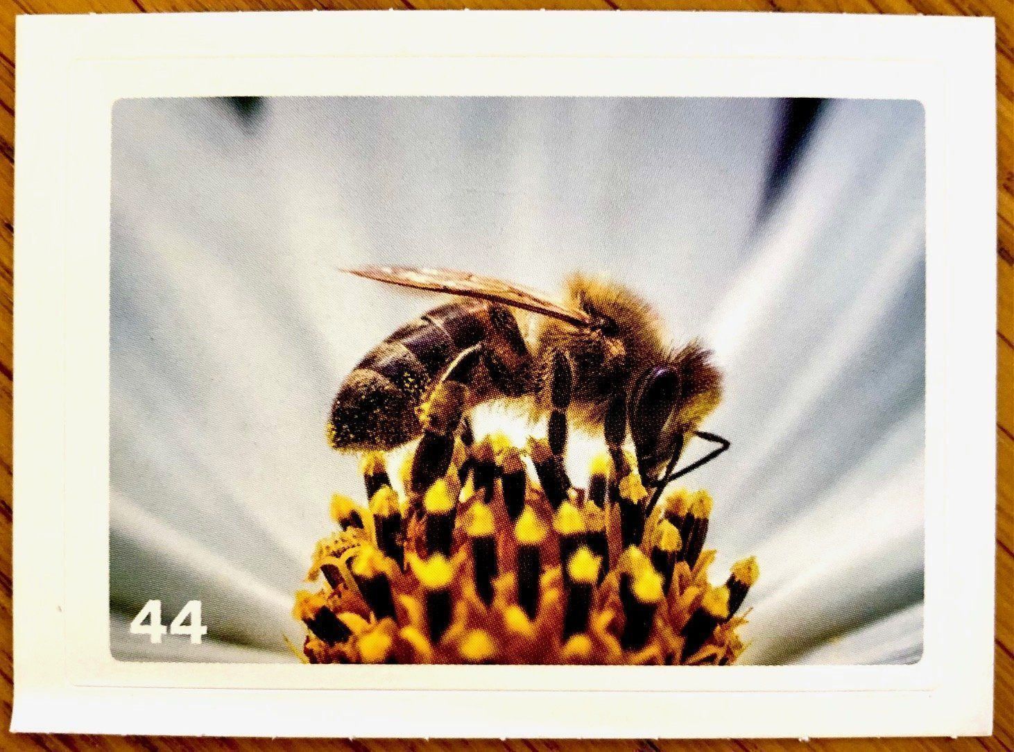 Migros Carte collezionabili: Migros Nature Detectives - Bild Nr. 44 – Nuovo (secondo la descrizione) da Oberrieden venduto da Zimmerberg10