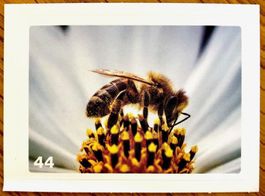 Migros Nature Detectives - Bild Nr. 44