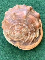 MOSCHEL „Rote Helmschnecke“