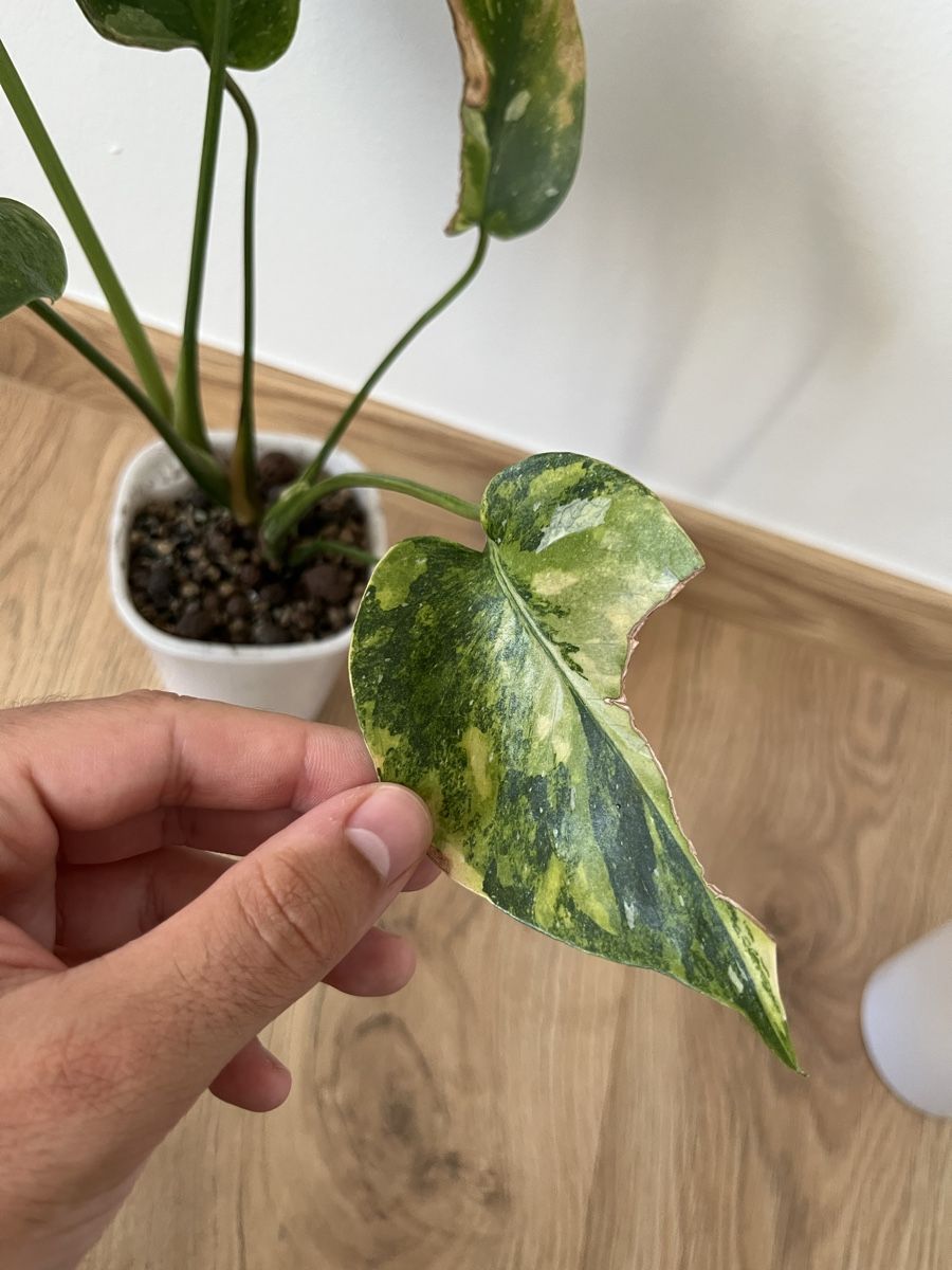Pflanzen & Samen: Monstera Tricolor/Miracle – Gebraucht aus Basel von philuftikuss 2