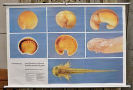 Biologie Lehrtafel: Embryo Entwicklung Bergmolch