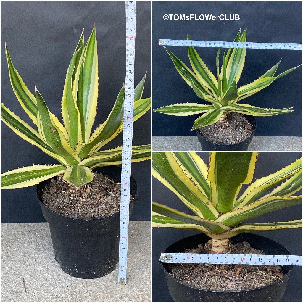 Piante & sementi: Agave Lophantha Variegata Quadricolor - top robust – Nuovo e nell'imballaggio originale da Adliswil venduto da astom369 6