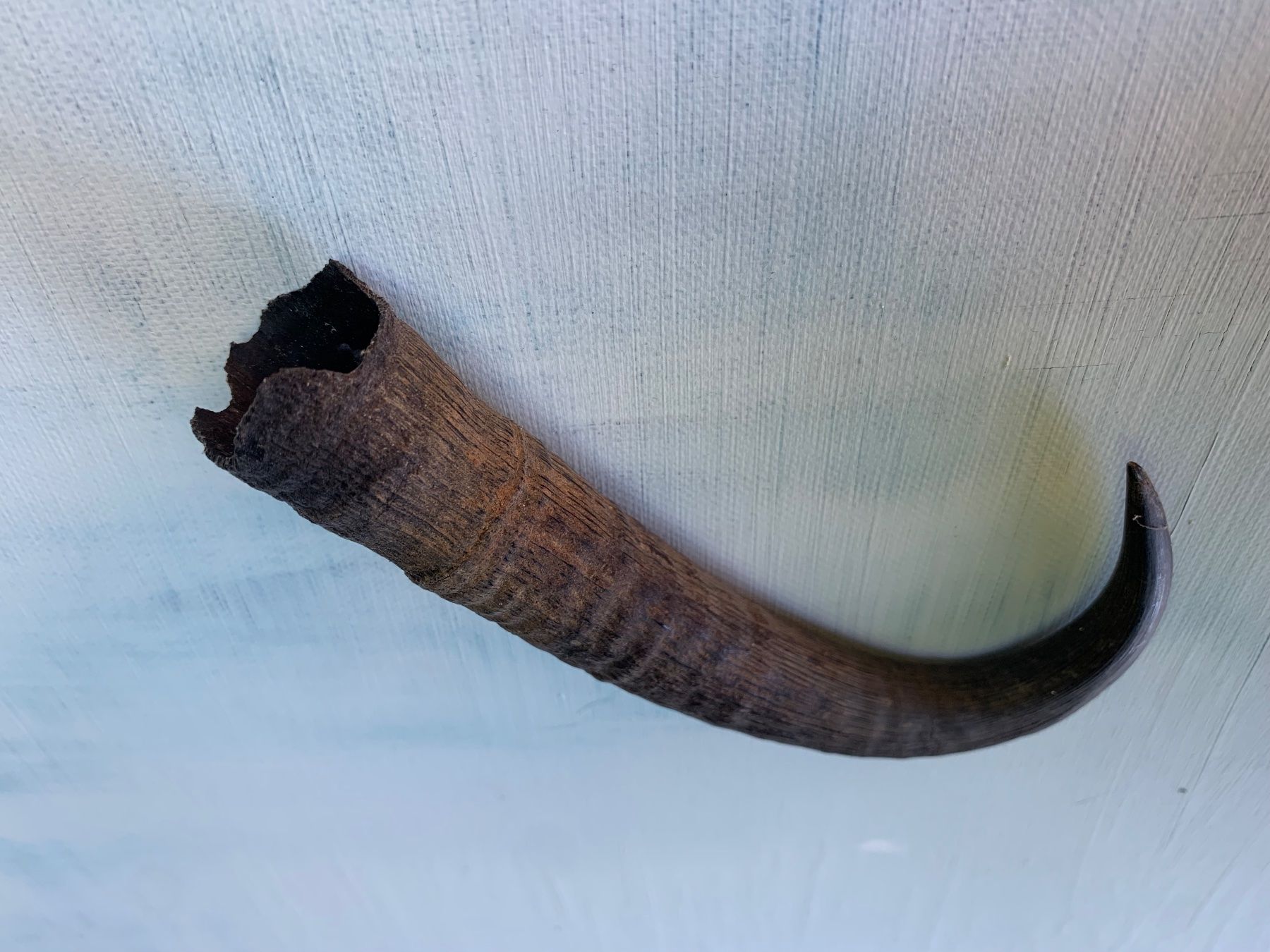 Tutte le decorazioni: Gemshorn Gamshorn Horn Gemse Gemsbock – Usato da Vinelz venduto da Ricardo-Jo 1