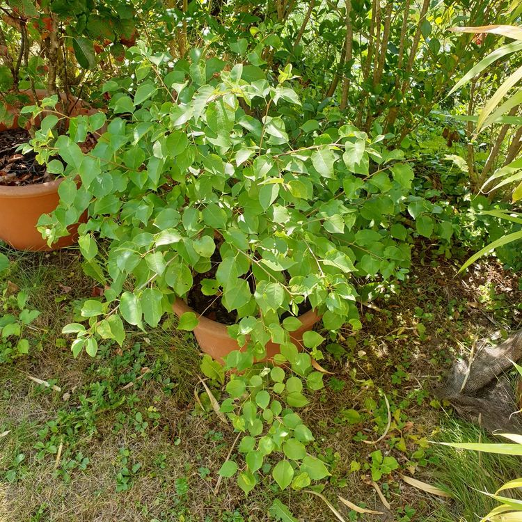 Kleiner Obstbaum im Topf, Nr 3 Kaufen auf Ricardo