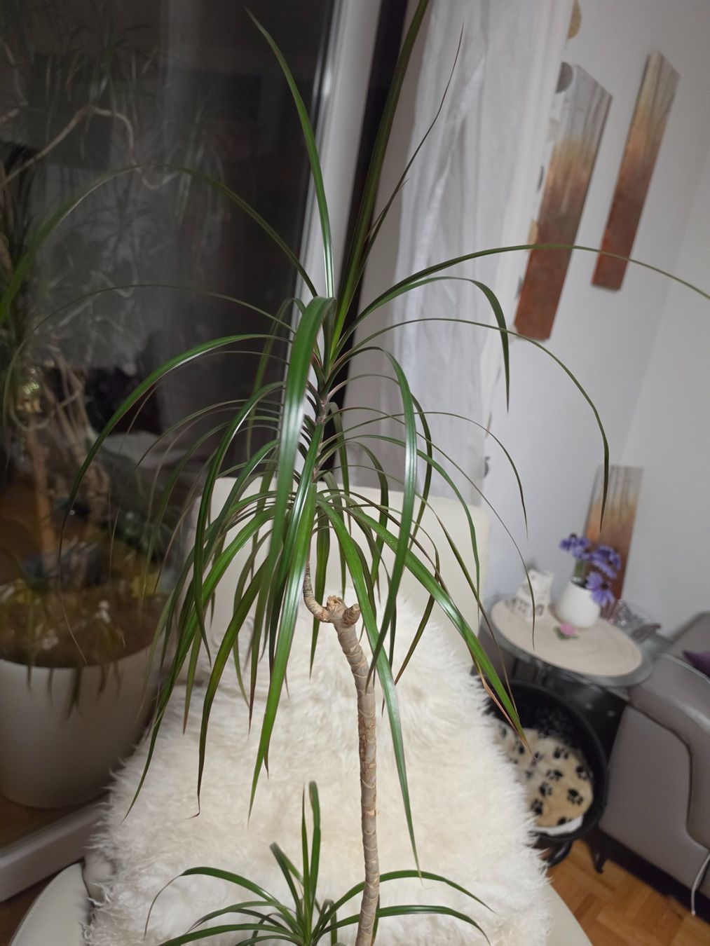 Piante & sementi: Dracaena Marginata Zimmerpflanze / Drachenbaum – Usato da Liestal venduto da Shelby787 2