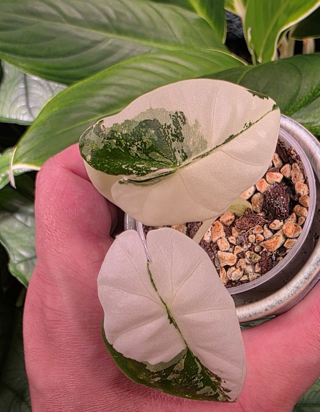 Plantes & graines: Alocasia Frydek – D'occasion à Winterthur par jar_w2vp 1