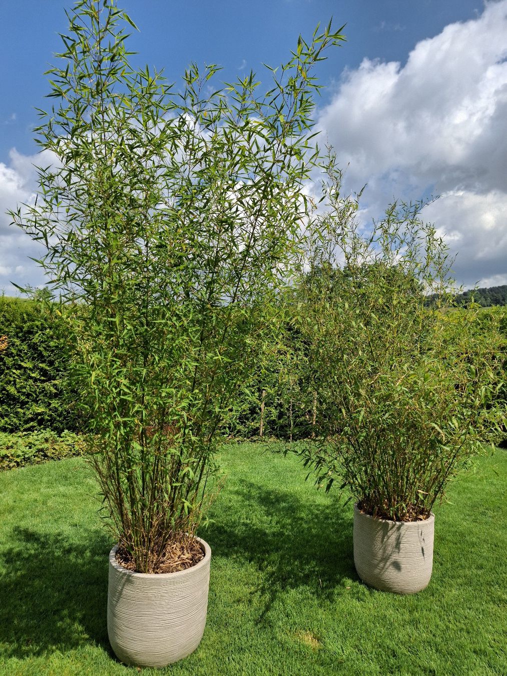 Pflanzen & Samen: Grosser und gesunder Bambus im Topf – Gebraucht aus Luzern von julia917 1