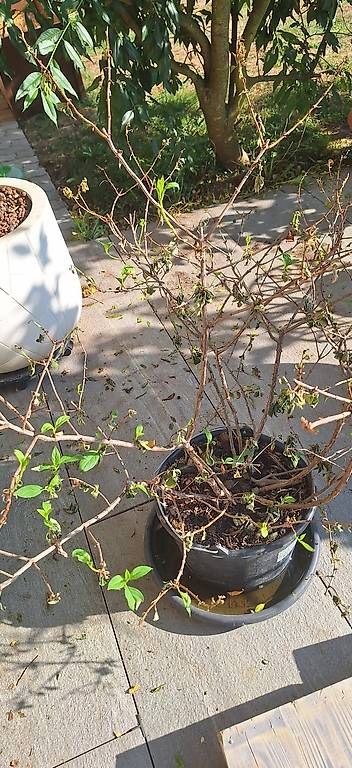 Pflanzen & Samen: Vier Hortensien – Gebraucht aus Madiswil von Oleander2 1