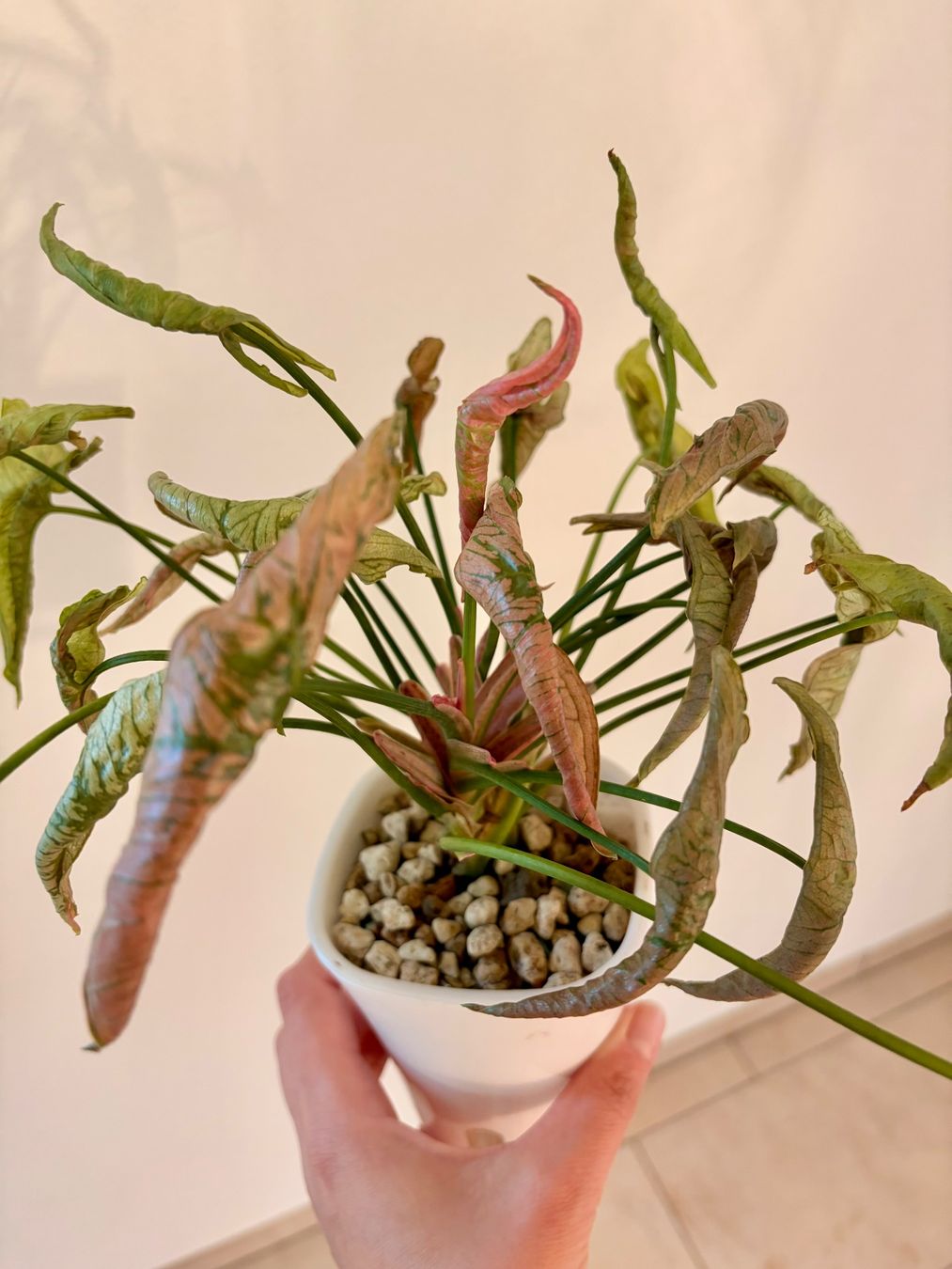 Piante & sementi: Syngonium Pink Rolli – Nuovo (secondo la descrizione) da Kaiseraugst venduto da dka_b97z 5