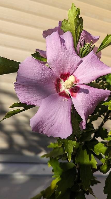 Plantes & graines: Hibiscus  – D'occasion à Möhlin par chrisscat 1