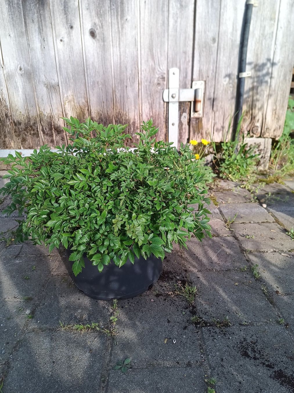 Pflanzen & Samen: Astilbe – Gebraucht aus Zug von SirGoldFish