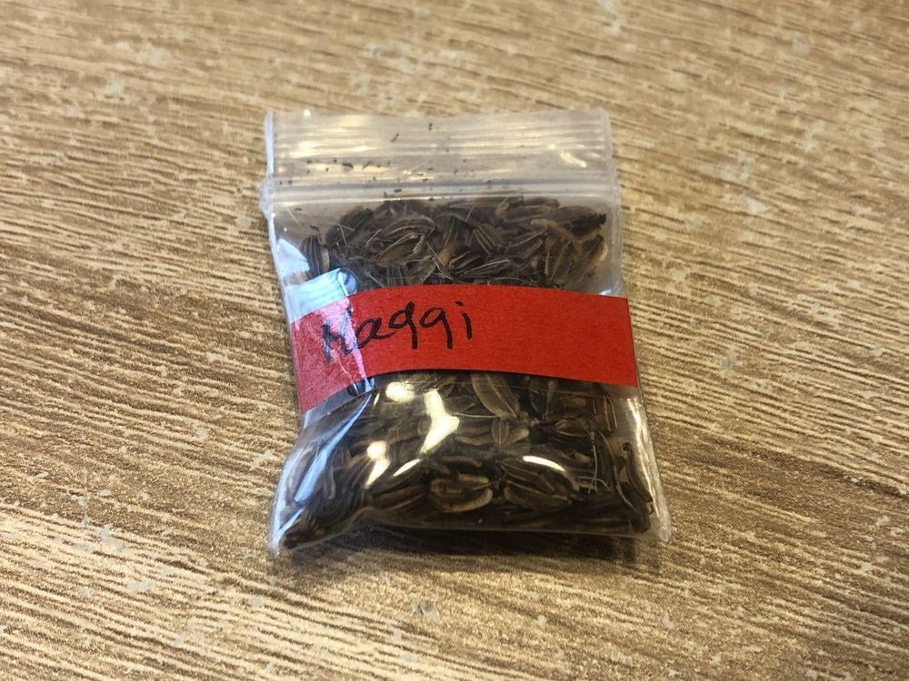 Maggikraut Samen (Neu und originalverpackt) in Wimmis für CHF 2.5 – mit ...