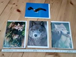 4 Wildlife Grusskarten - Adler & Wölfe - NEU & unbenutzt