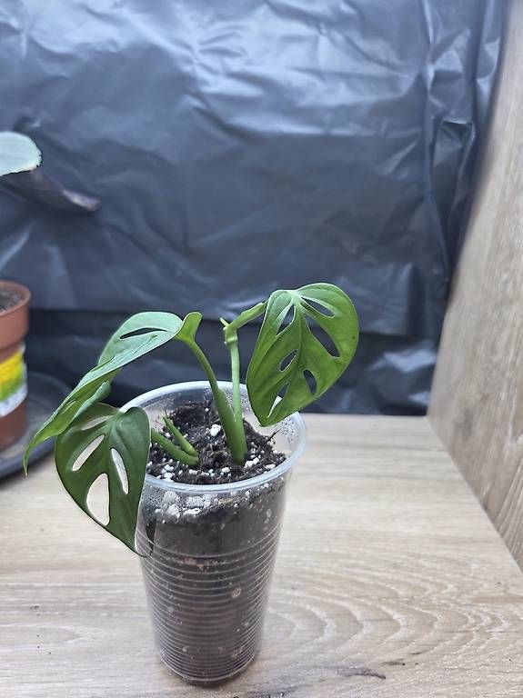 Piante & sementi: Monstera monkey leaf  – Nuovo e nell'imballaggio originale da Roggwil BE venduto da pau_wyh8 1