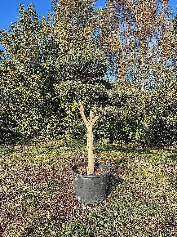 Pflanzen & Samen: Aktion Olivenbaum "Pom-Pom "winterhart" – Neu und originalverpackt aus Zuckenriet von Thur_Plant 1