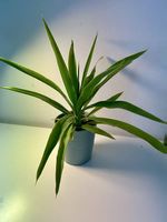 Yucca mit Übertopf 