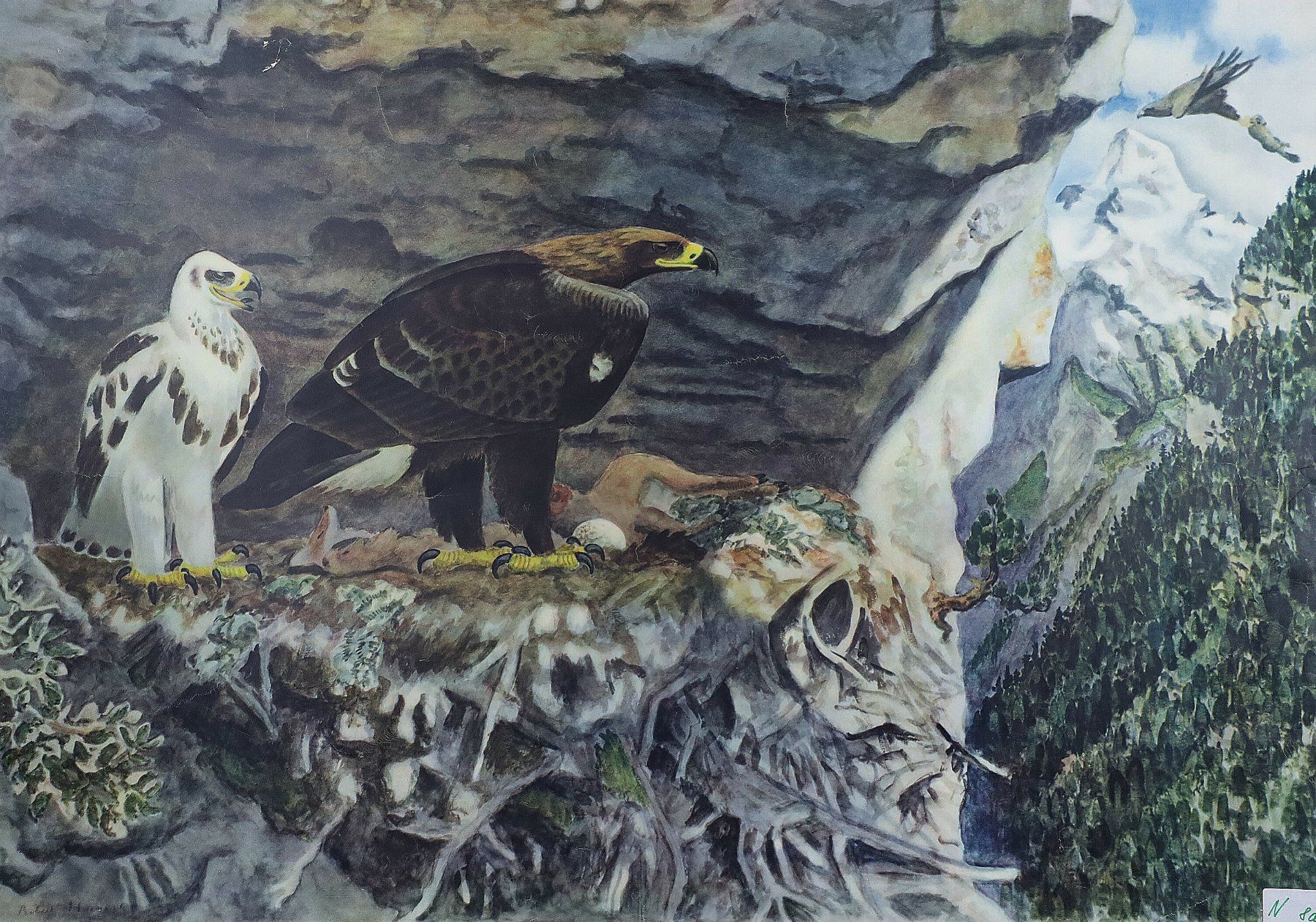 Posters & Illustrations: Schulwandbild, Schulbild "Adler" Robert Hainard – D'occasion à Birrwil par brandschatz_birrwil