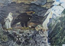 Schulwandbild, Schulbild "Adler" Robert Hainard