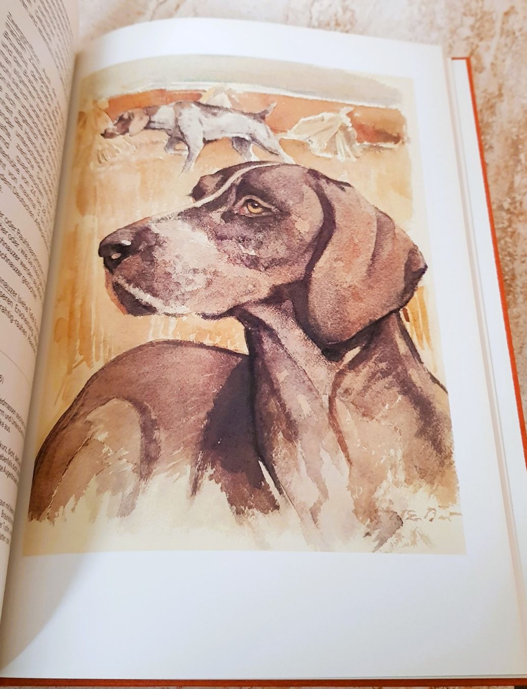 Bücher: Silva Verlag "Unsere Hunde" neuwertig – Neu (gemäss Beschreibung) aus Winterthur von Joschko 6