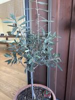 Olivenbaum im Tontopf mit Untersetzer guter Zustand