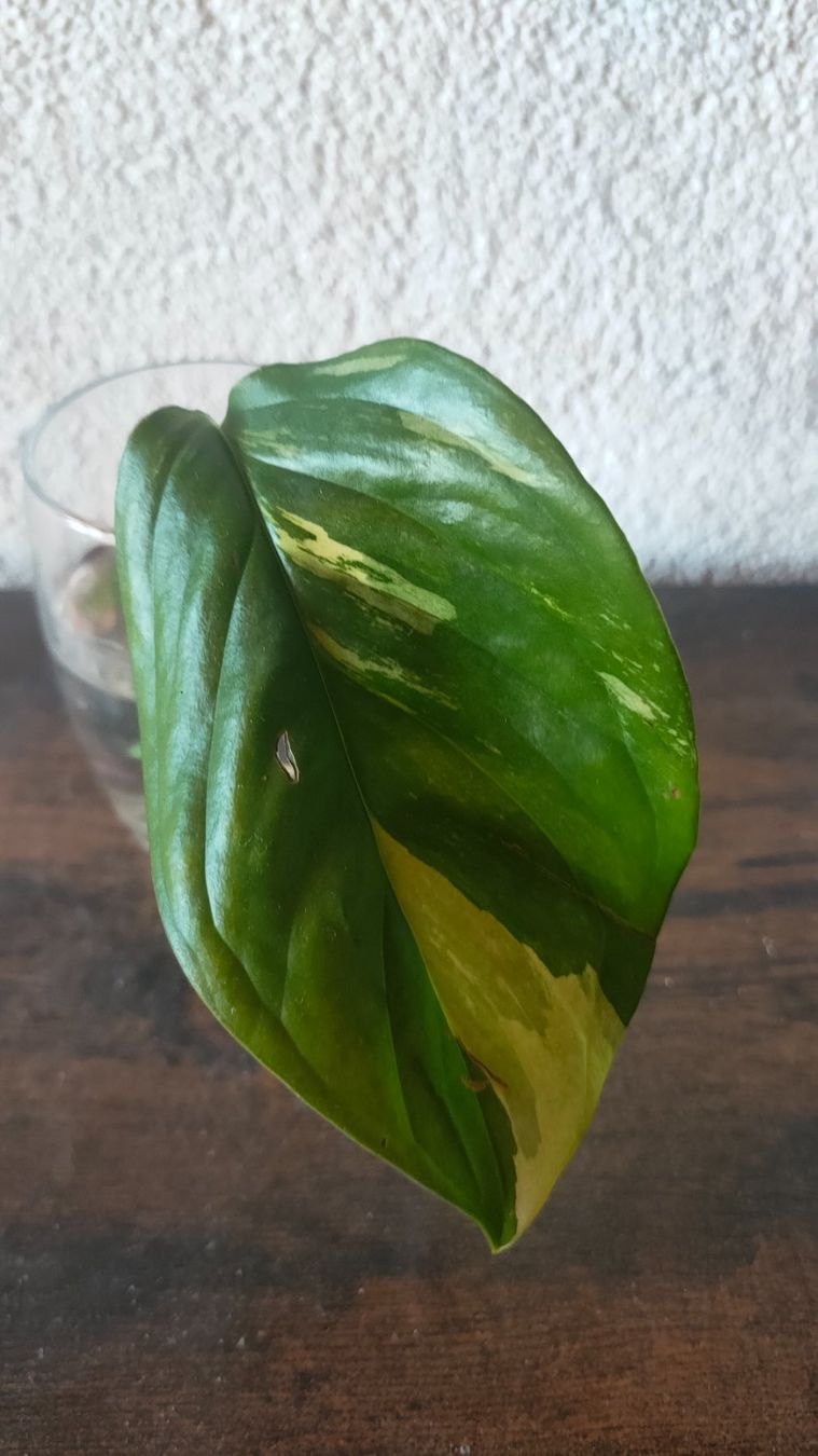Piante & sementi: Monstera Accoyaguensis varigata – Usato da St-Aubin-Sauges venduto da may_2yrv