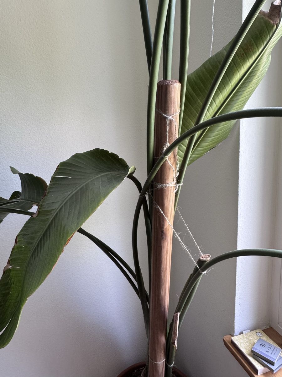 Piante & sementi: Riesige Strelitzia abzugeben – Usato da Winterthur venduto da nolieboli 2