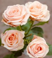 Ab 1.- fr 3 Samen Chinesische Beige Rose "ROSA CHINENSIS”